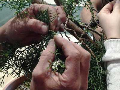 Le mani di un bonsaista, durante la fase di lavorazione della pianta (Foto dell'associazione "Bonsai e Dintorni")